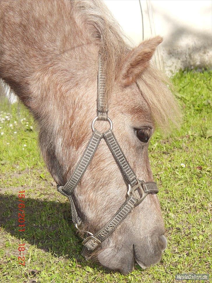 Miniature Little Sensation - Smukke <3 Foto: Siw Jæger billede 16