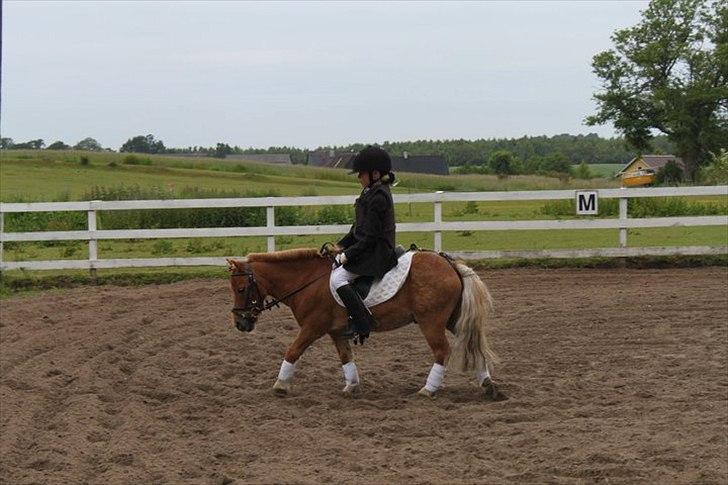 Shetlænder Magnus billede 7