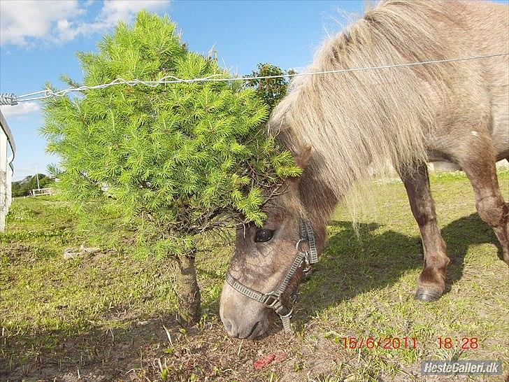 Miniature Little Sensation - 17# Sådan så træet ud for et par dage siden - Nu har hun spist det HELE! -.-' Foto: Siw Jæger billede 17