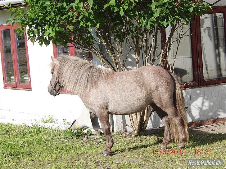 Miniature Little Sensation - 18# Sensay :D Foto: Siw Jæger billede 18