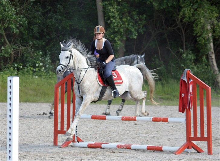 Arabisk fuldblod (OX) Extravagant ox 3554. <3 billede 2