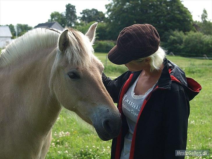 Fjordhest Troja billede 1