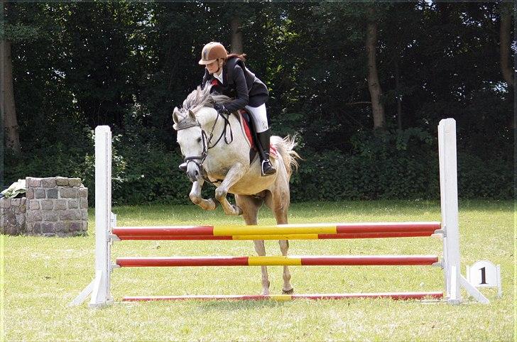 Arabisk fuldblod (OX) Extravagant ox 3554. <3 billede 6