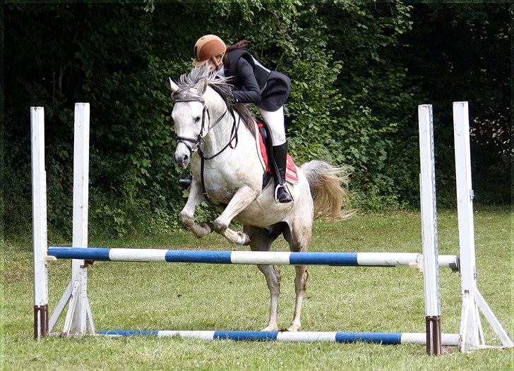 Arabisk fuldblod (OX) Extravagant ox 3554. <3 billede 7