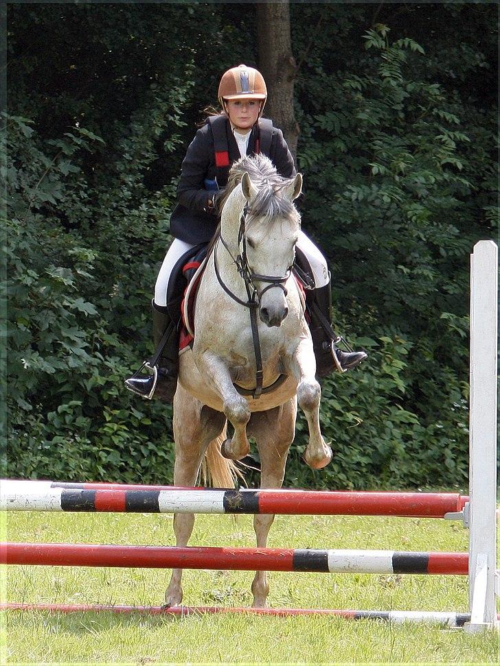 Arabisk fuldblod (OX) Extravagant ox 3554. <3 billede 8