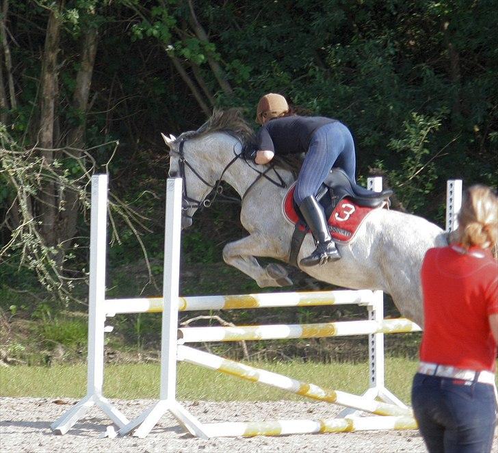 Arabisk fuldblod (OX) Extravagant ox 3554. <3 billede 11