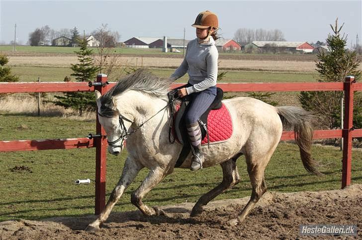 Arabisk fuldblod (OX) Extravagant ox 3554. <3 billede 19