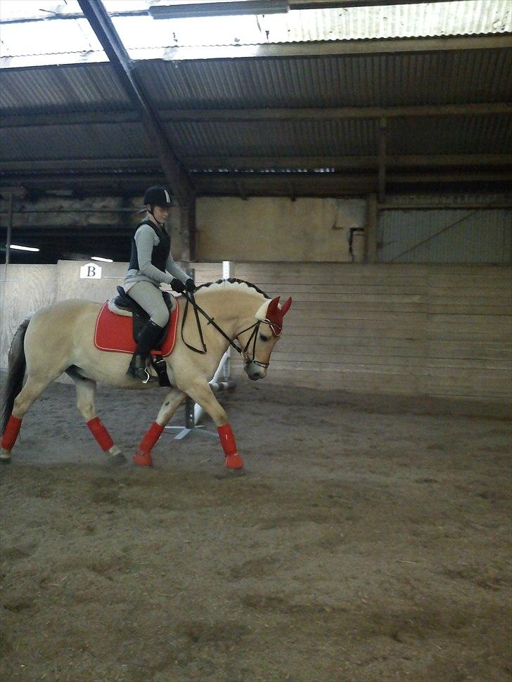 Fjordhest Victor *Forever In My Heart* - The perfect for you, isnt right... - The right for you, isnt perfect.
-  You're the right for me ♥.  billede 7