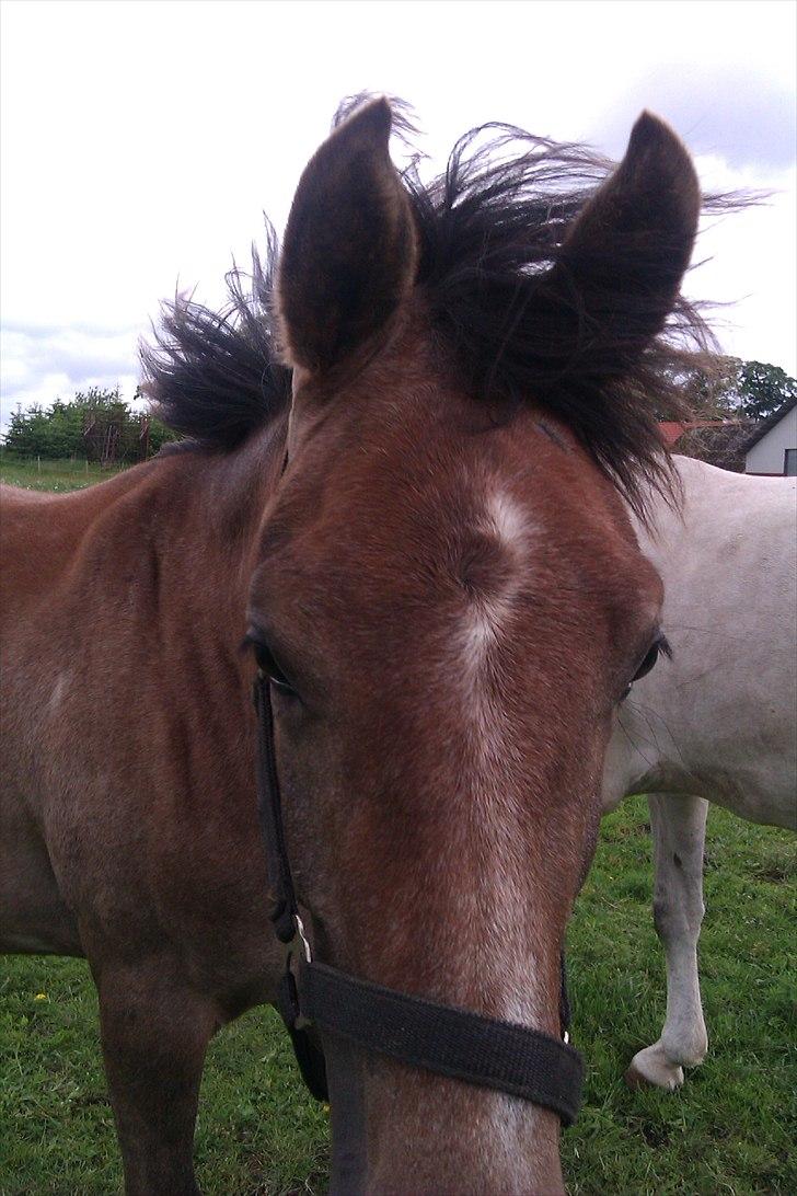 Anden særlig race SG Dusty Dakota billede 4