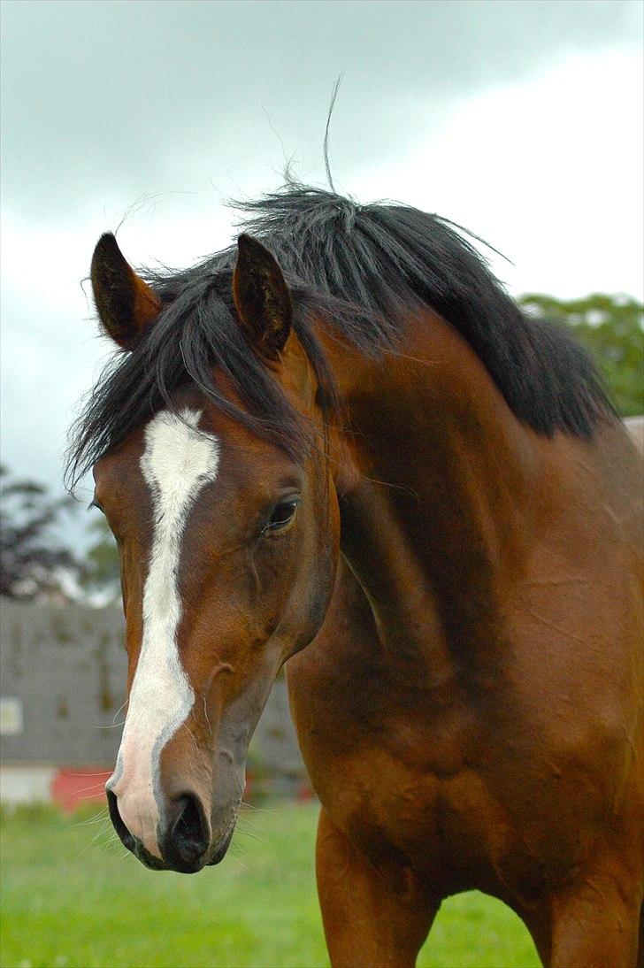 Dansk Varmblod Butler 227 - Butler 2 år! billede 16