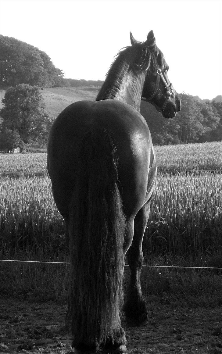 Frieser Linda A billede 7