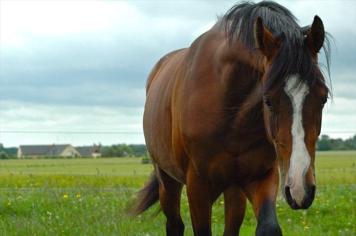 Dansk Varmblod Butler 227 - Butler 2 år! billede 17
