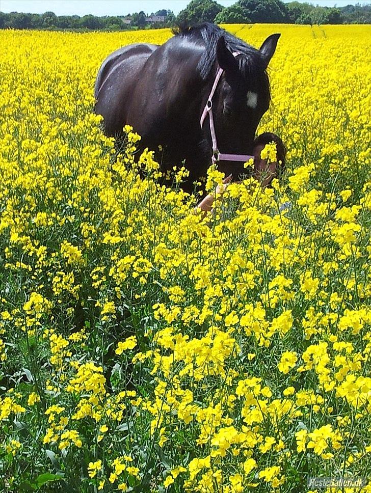 Oldenborg Stjerne af Mosen *SOLGT* billede 2