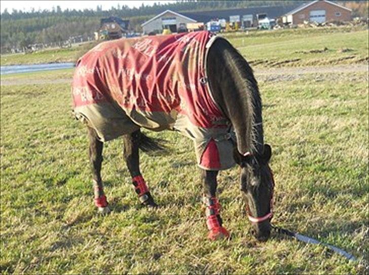 Oldenborg Stjerne af Mosen *SOLGT* billede 4