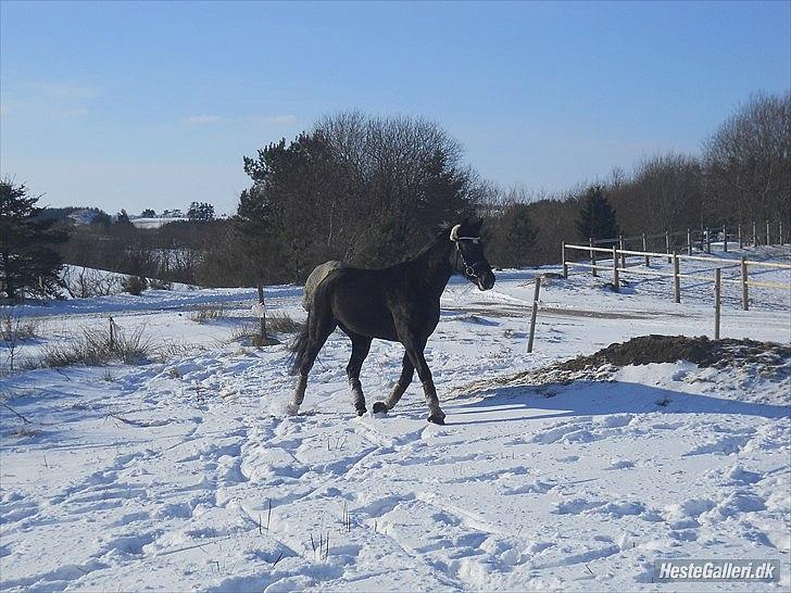 Oldenborg Stjerne af Mosen *SOLGT* billede 10