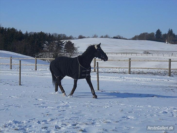 Oldenborg Stjerne af Mosen *SOLGT* billede 12