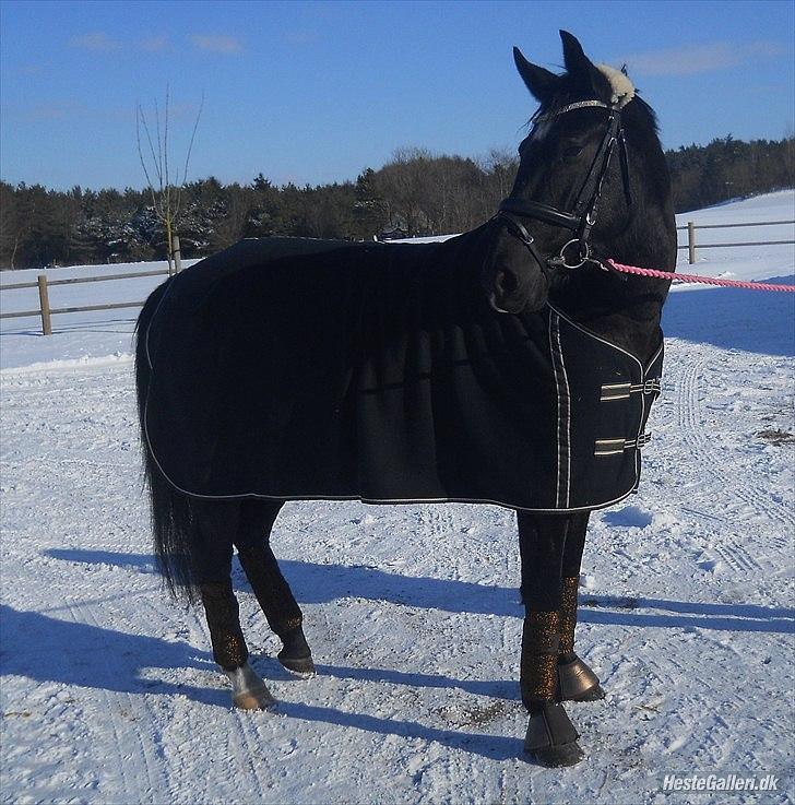 Oldenborg Stjerne af Mosen *SOLGT* billede 13