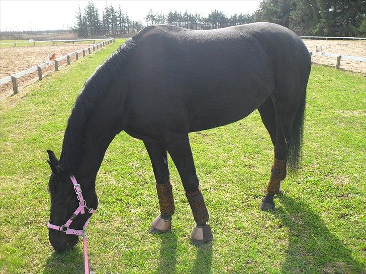 Oldenborg Stjerne af Mosen *SOLGT* billede 14