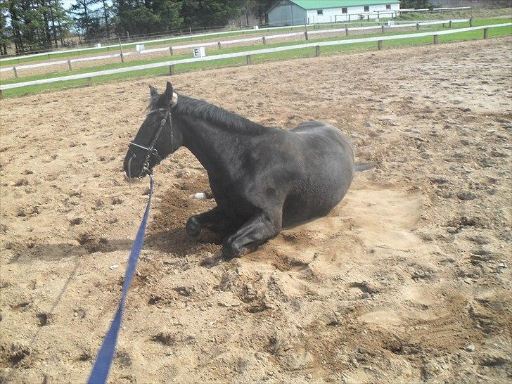 Oldenborg Stjerne af Mosen *SOLGT* billede 15