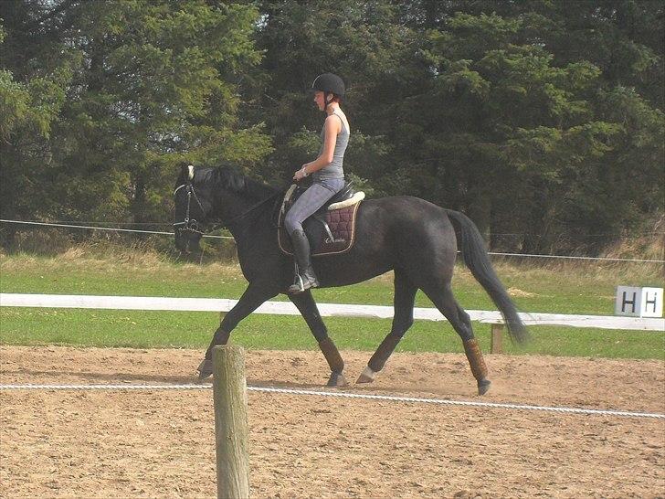 Oldenborg Stjerne af Mosen *SOLGT* billede 16