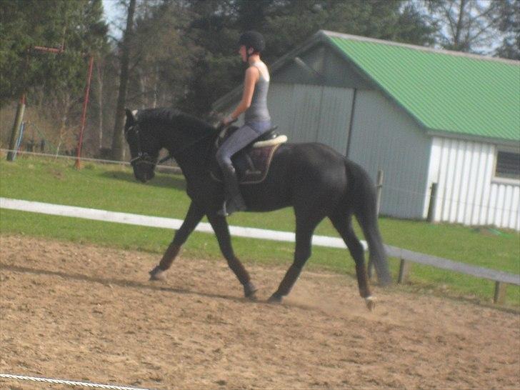 Oldenborg Stjerne af Mosen *SOLGT* billede 7