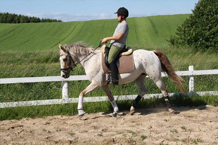 Knabstrupper Surprice - velkommen til surprice´s profil :) foto: carina Andersen   billede 1