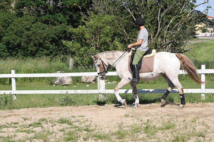 Knabstrupper Surprice billede 13