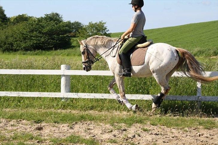 Knabstrupper Surprice billede 14