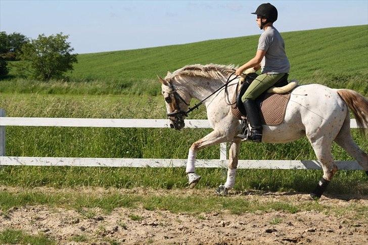 Knabstrupper Surprice billede 15