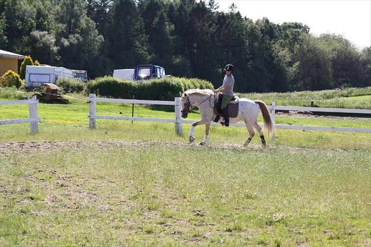 Knabstrupper Surprice billede 16