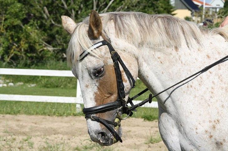 Knabstrupper Surprice billede 17