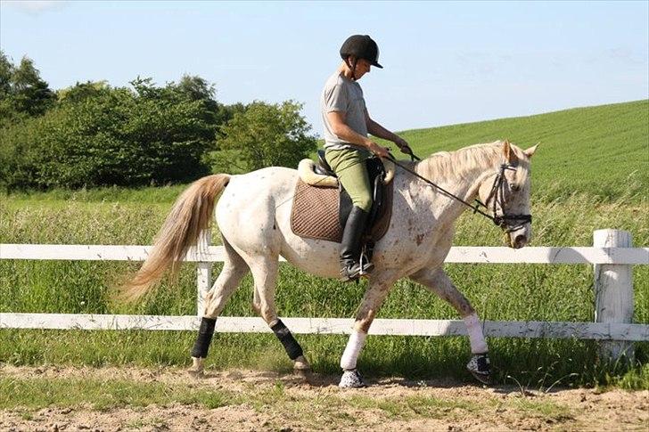 Knabstrupper Surprice billede 18