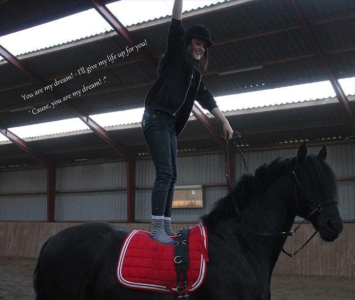 Anden særlig race Prinse'hesten Chopin - Mit eventyr! :* -  Hesten som jeg iike troede på, charmerede sig alligevel fuldstændig ind i mit hjerte! (L) .. Foto: CLA. billede 15