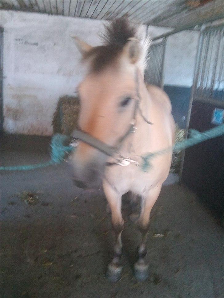 Fjordhest  l Fylla :D<3. billede 8