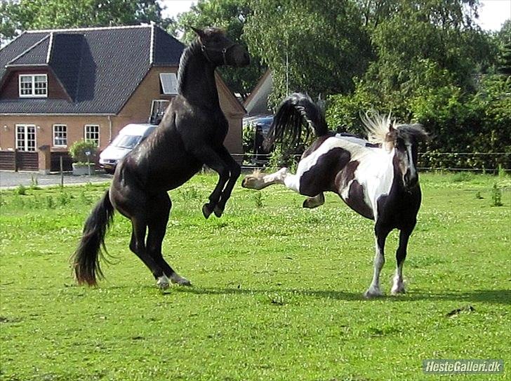 Oldenborg Casanova Af Holbæk Huse billede 2
