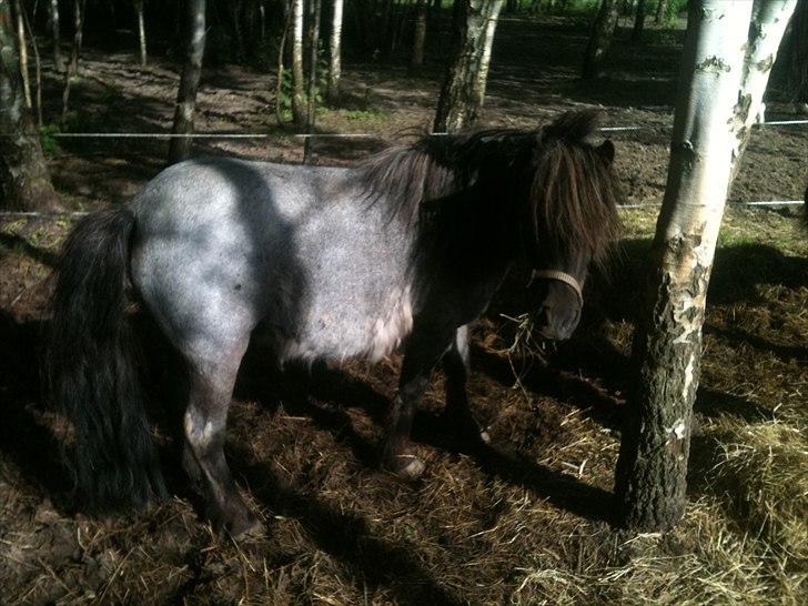 Shetlænder Trille - sommer 2011 Trille har tabt vinterpelsen og er blevet smuk :) billede 1