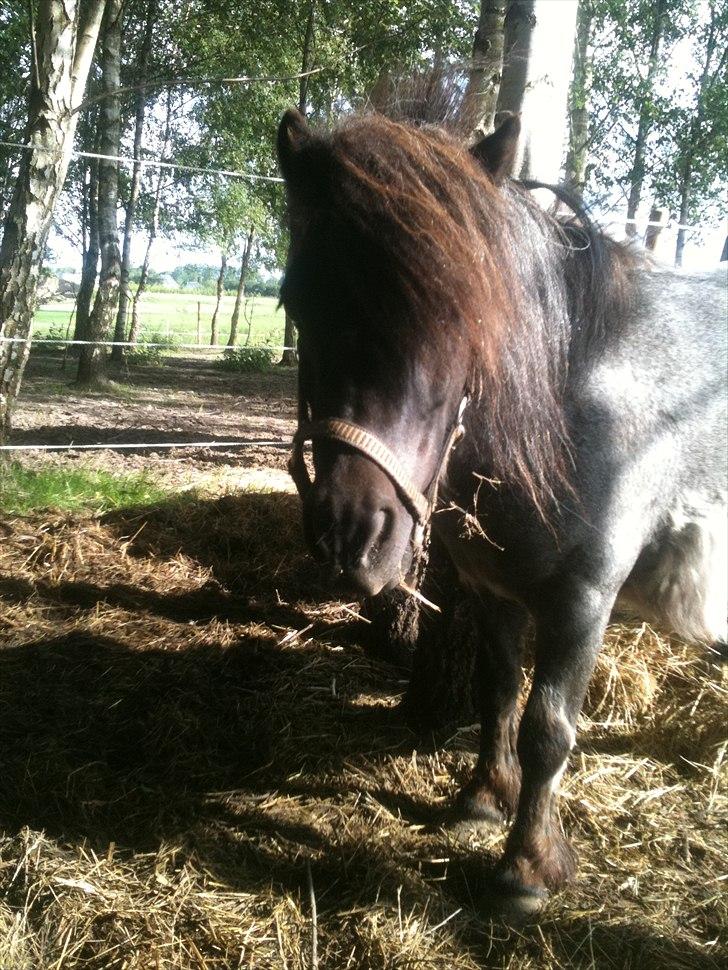 Shetlænder Trille billede 3