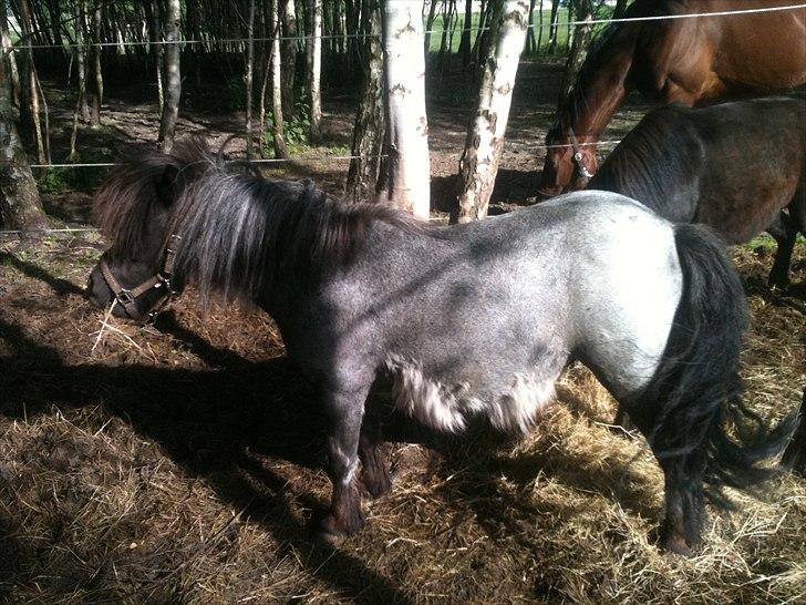 Shetlænder Trille billede 2