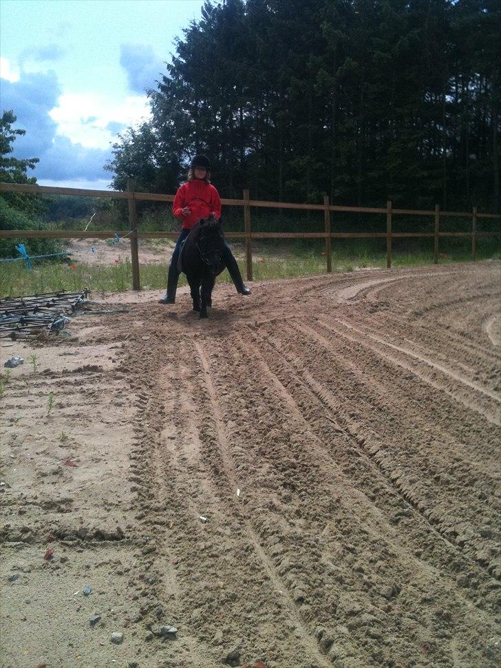 Shetlænder Bella - Yazmin og Bella juni 2011 billede 7