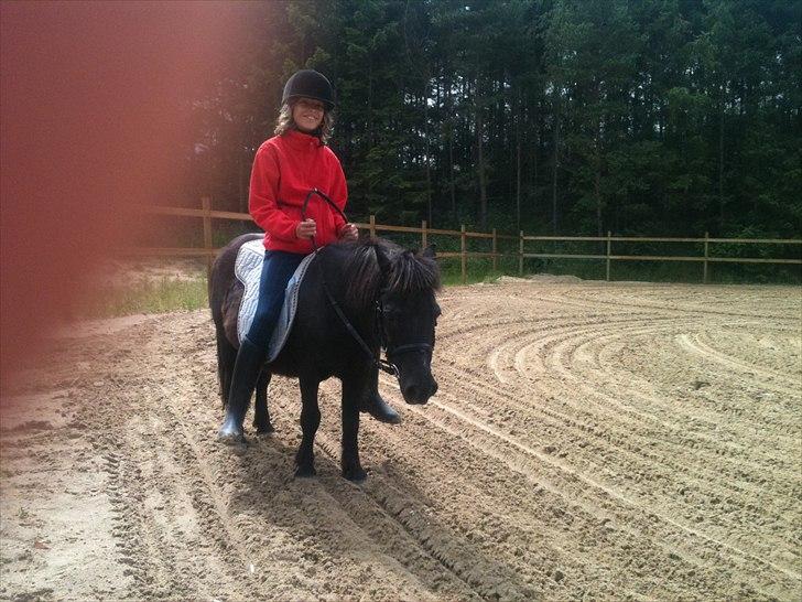 Shetlænder Bella billede 8