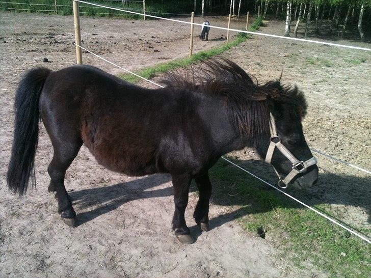 Shetlænder Bella billede 9