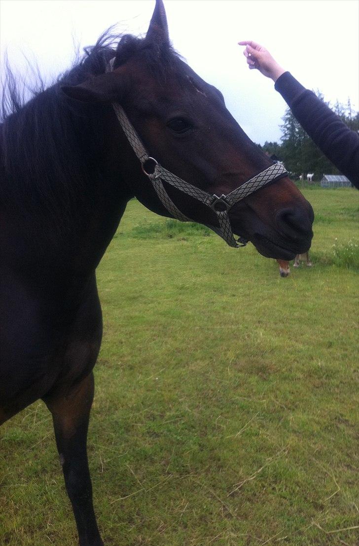 Anden særlig race Augusta - Trick: ryste :D
Foto: Maria Gry Bøje Nielsen  billede 14