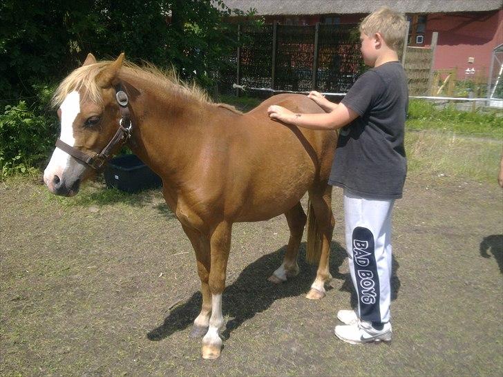 Welsh Partbred (Sec F) Benborgs Kira - 19/6/2011.. Mick og Kira hygger:) billede 13