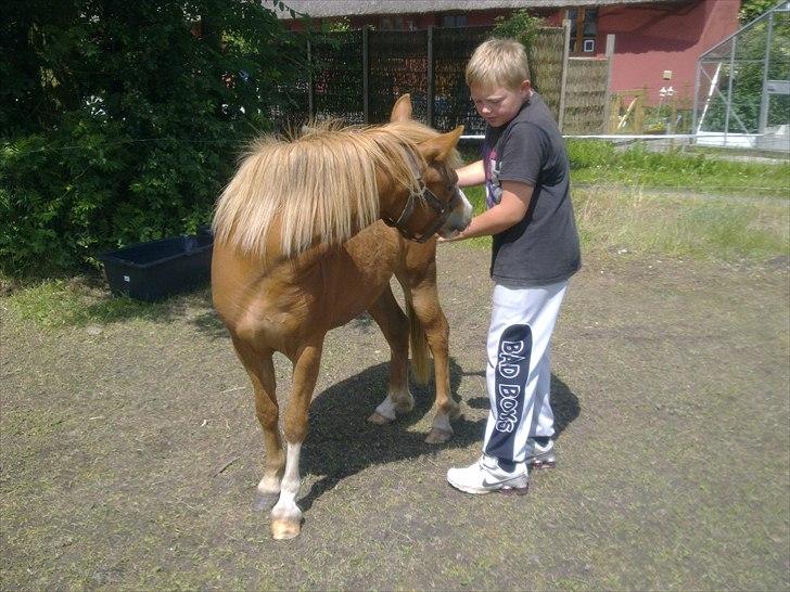 Welsh Partbred (Sec F) Benborgs Kira - 19/6/2011.. Mick klør lige Kira.. LÆKKERT billede 14