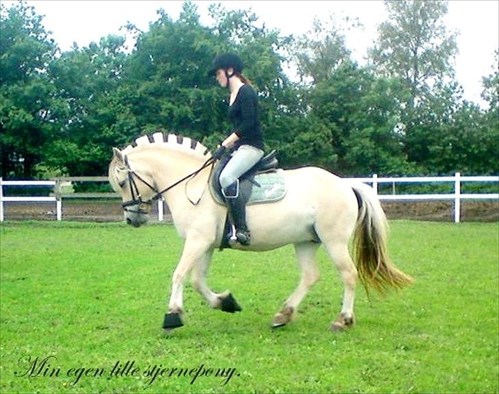 Fjordhest Rosetta *Den klareste stjerne på himlen!* - Træning d. 20 / 6 - 11.
Efter godt og vel 2½ uges pause :-D STJERNEPONY! R.I.P! billede 6
