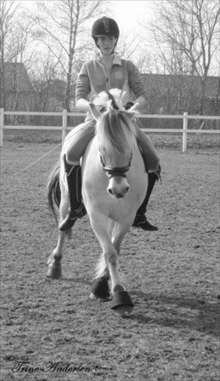 Fjordhest Rosetta *Den klareste stjerne på himlen!* - Schenkelvigning :-D R.I.P! billede 8