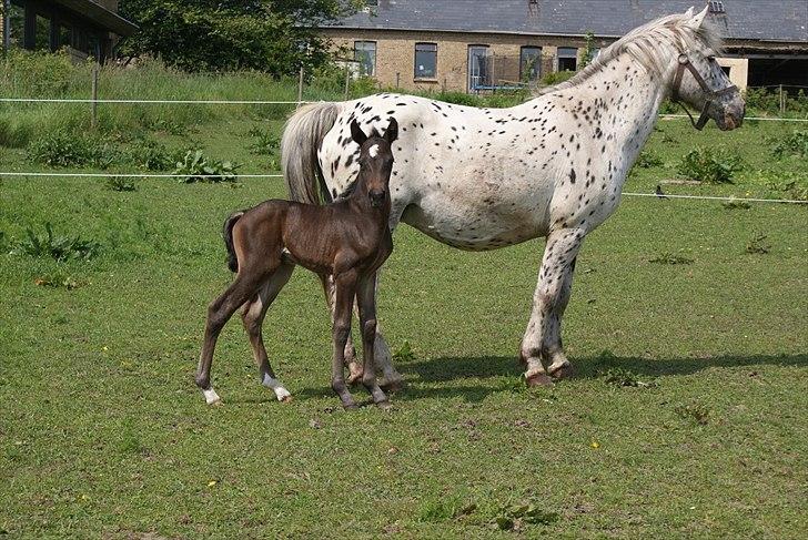 Knabstrupper Krogdalsgaards Keeper-komplet billede 13