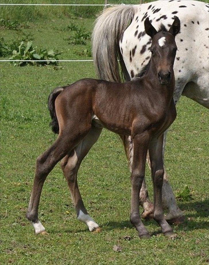 Knabstrupper Krogdalsgaards Keeper-komplet - Keeper-komplet 1 dag gammel. billede 14