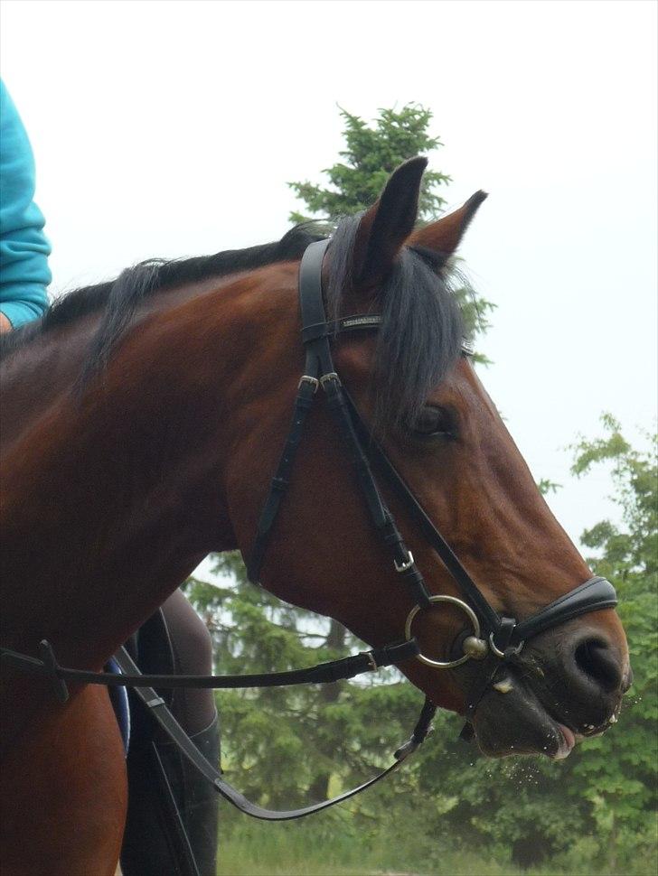 Connemara Maskenkol's Rebelix - Smukke!!<3
 billede 15