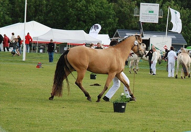 New Forest Stegstedgårds Filippa - 4 årige Filippa på Det Fynske Dyrskue 2011.  
23 point + tildelt ærepræmie! billede 2